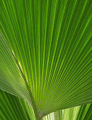 Palm Leaf, Eden Project, Cornwall